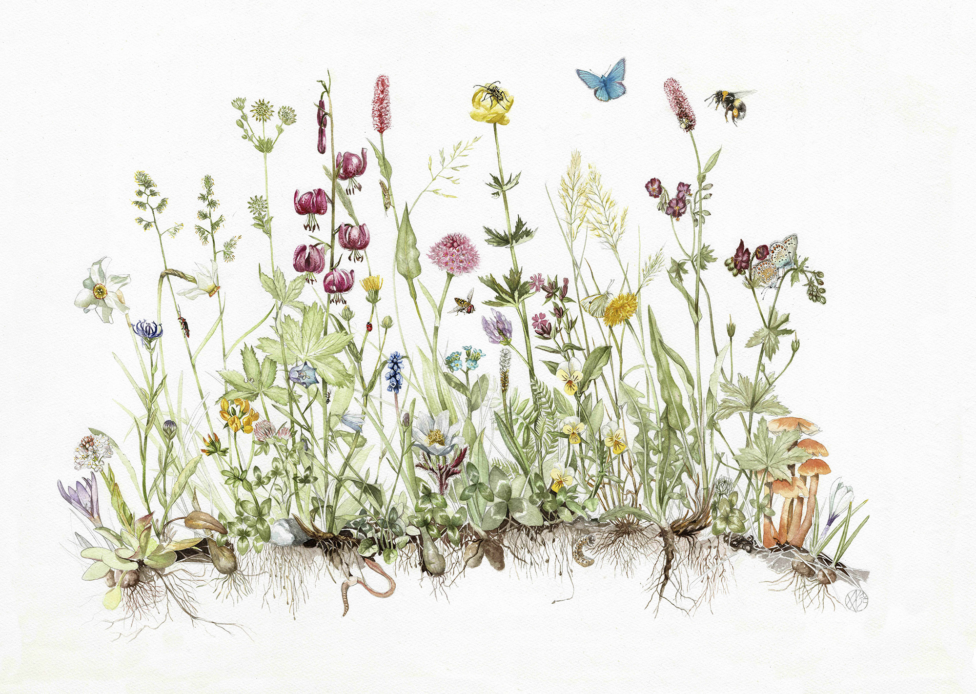 Mostra al Centro di visita del Parco a Terme di Valdieri Racconti di fiori: un viaggio botanico tra le Alpi Liguri e Marittime