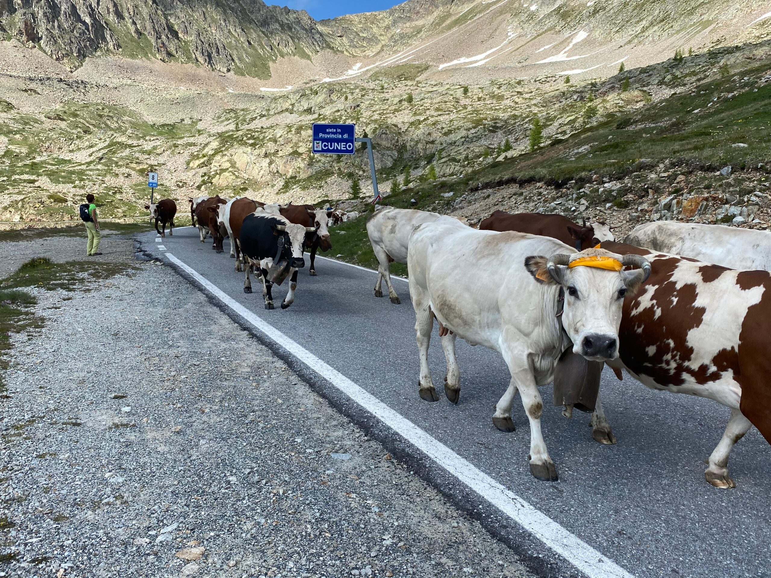 transumanza valle stura