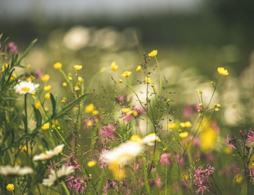 Valle Stura Experience: un giugno indimenticabile tra natura, cultura e tradizione!