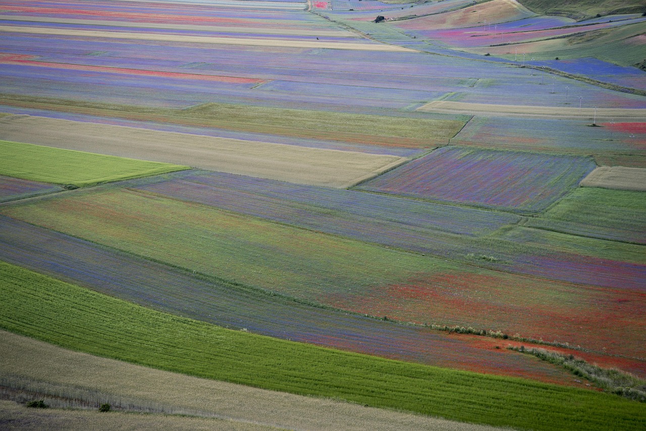 Campo di lenticchie fiorite a giugno, con un arcobaleno di colori nel borgo tipico.