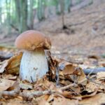 Cercatori di funghi porcini nel bosco in Liguria durante l'autunno.