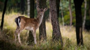Cervo che pascola in un parco naturale italiano, circondato da alberi e vegetazione.