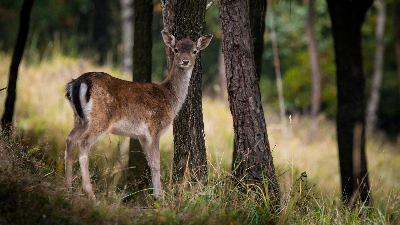 Cervo che pascola in un parco naturale italiano, circondato da alberi e vegetazione.
