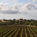 Vigneti di negramaro nel Salento, con colline verdi sotto un cielo azzurro.