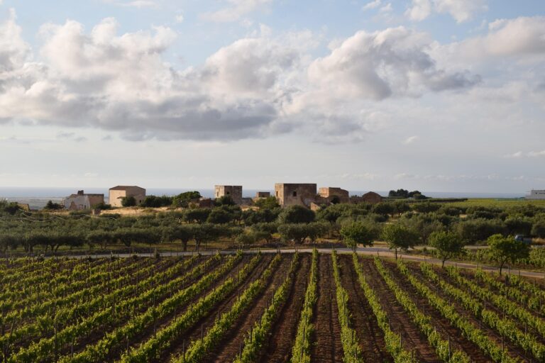 Vigneti di negramaro nel Salento, con colline verdi sotto un cielo azzurro.