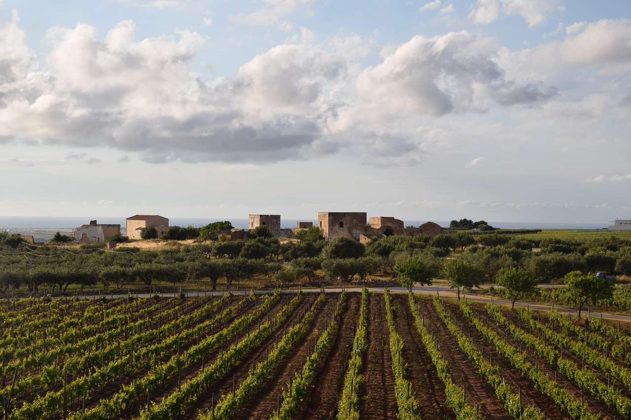 Vigneti di negramaro nel Salento, con colline verdi sotto un cielo azzurro.